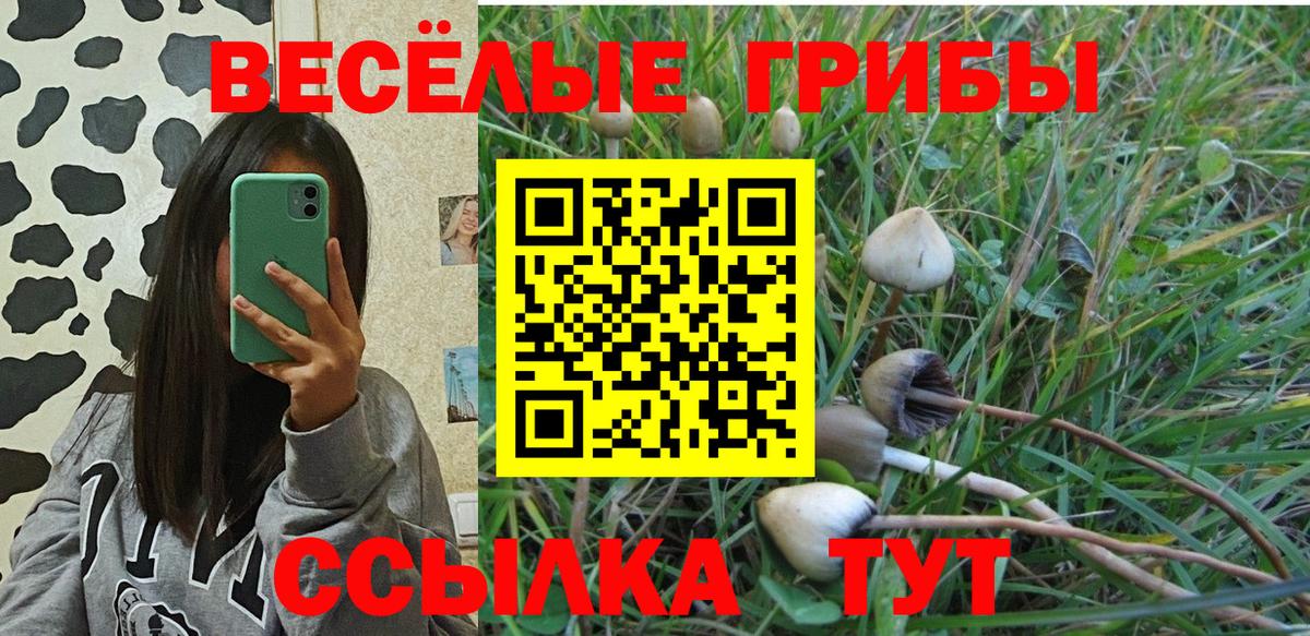 Псилоцибиновые грибы Psilocybine cubensis Гулькевичи